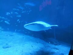 -烟台海昌鲸鲨海洋公园