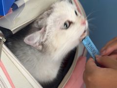 -瑞派福兴宠物医院犬猫全科·骨科·中西医结合(河东店)