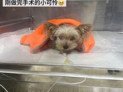 -美联众合动物医院·24h转诊中心