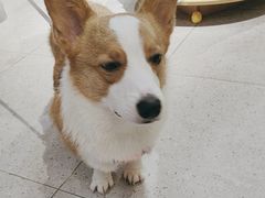 -FAELING PETS美天灵宠物(富力广场店)