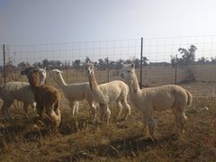 -亿利库布其七星湖沙漠生态旅游区