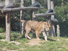 -大连森林动物园