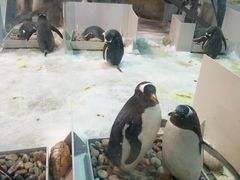 -大连圣亚海洋世界