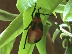 -大可堂普洱茶馆(襄阳南路馆)