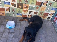 -喵屿·大理花园猫咖