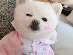 -芭比堂爱心动物医院(柯桥康爱分院)