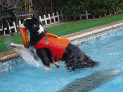 -汪说喵讲宠物乐园宠物酒店(红星美凯龙店)