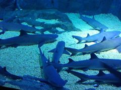 -烟台海昌鲸鲨海洋公园