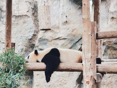 -上海野生动物园