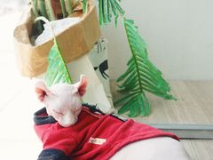 -藏猫猫咖啡主题馆(中央大道店)