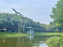 -广州长隆飞鸟乐园