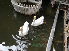 -鹅城