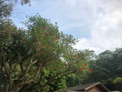 -云溪植物园