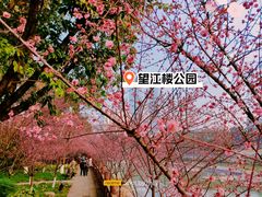 -望江楼公园