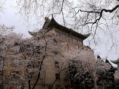 -武汉大学-樱园