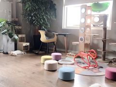 -东方名猫馆·英短金渐层布偶猫舍(环线广场1号楼店)