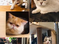 -猫小院猫主题咖啡厅(北锣店)