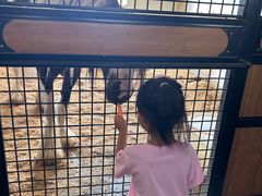 -北京群众马术培训基地