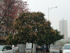 -洲头咀公园