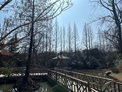 -上海滨江森林公园