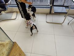 -怪兽屋·羊驼·猫咖·狗咖(俊华广场店)