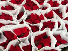 -龙大花卉苗木市场