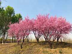 -东郊湿地公园