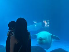 -海合安成都极地海洋公园