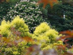 -广州市帽峰山景区