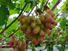 -金谷域澳洲庄园