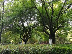 -洛龙公园