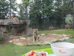 -上海野生动物园老虎餐厅