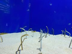 -上海海洋水族馆