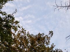-太子山公园(园东路)