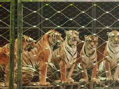 -俄罗斯国家大马戏团