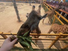 -西霞口神雕山野生动物世界