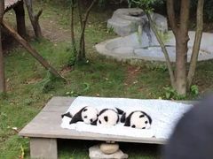 -成都大熊猫繁育研究基地