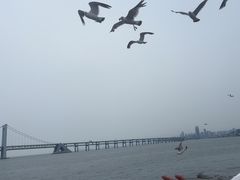 -星海湾跨海大桥