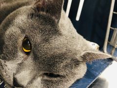 -伟伟宠物医院·CT影像中心·瑞派犬猫综合性门诊(汉口总院)