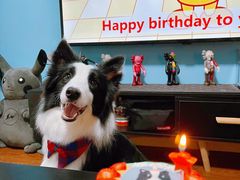 -翊宠yipet猫狗购宠庄园犬舍•猫舍