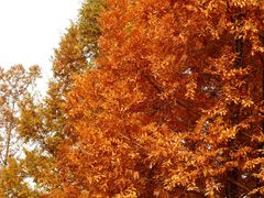 -白鹭湾湿地公园