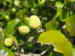 -北海金海湾红树林生态旅游区