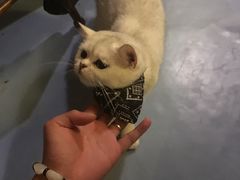 -猫色咖啡·猫咖