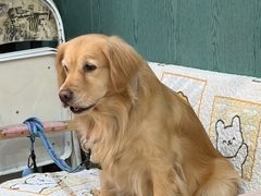 -严国平动物医院(德政总院)