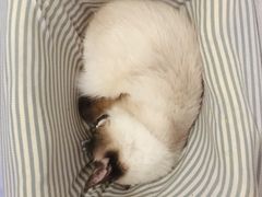 -猫色咖啡·猫咖