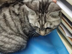 -纳吉亚猫专科动物诊疗中心(蒋宅口分院)