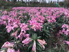 -荷兰花海