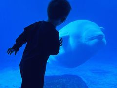 -海合安成都极地海洋公园