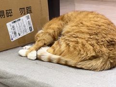 -派特宠物医院(圆融广场店)