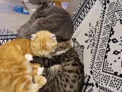 -平行世界·猫咖(首经贸店)